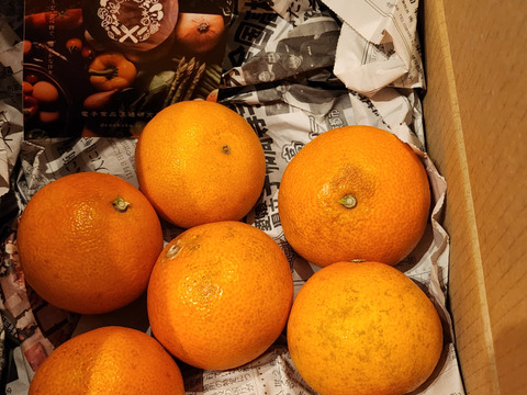 【(株)人にやさしく様用】【売り切り価格！祝！愛媛県出身たくろうM-1優勝セール！！無くなるまでやります！】愛媛が誇る高級柑橘　ふぞろいのまどんなたち　8kg×2箱（80個前後）（ご家庭用）