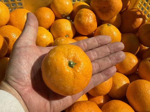 和歌山県産　完熟ゆら早生　(10kg)