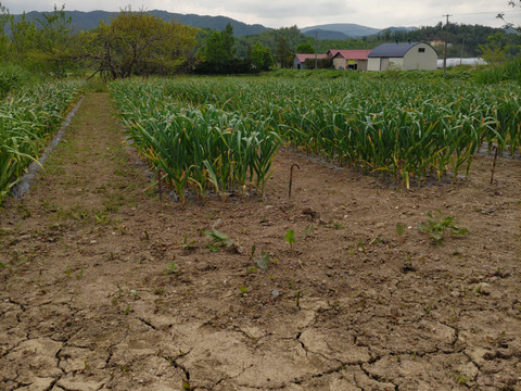【北海道産】香りがギュッと詰まった自慢のにんにく　サイズ込み　１キロ
