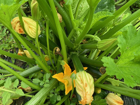 兵庫県神戸産ズッキーニ　2kgセット（緑・黄　8～12本）