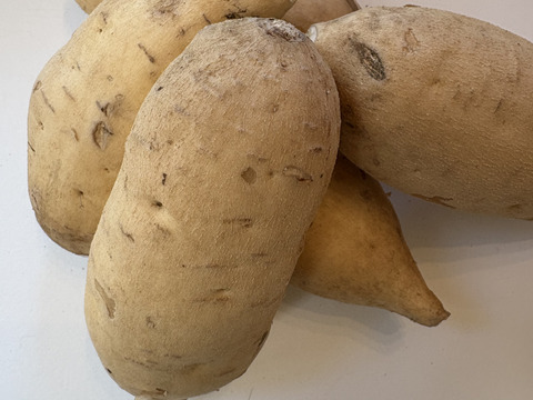 今話題の白いサツマイモ「きみまろこ」
上品な甘さとまろやかな口ざわり
2キロ入り大きめサイズミックス