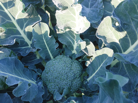 淡路島　ブロッコリー5株