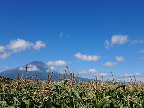 激甘!!富士山麓育ち!!白いとうもろこし『ホワイトショコラ』10本セット