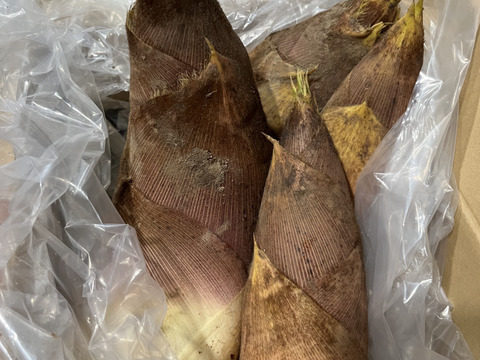 旬真っ盛り！！生たけのこ3kg　( 3〜8本入)収穫当日発送！！ 採れたてをお届け！