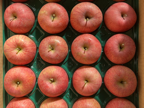 山形県産！早生ふじ！やたか！5キロ 家庭用