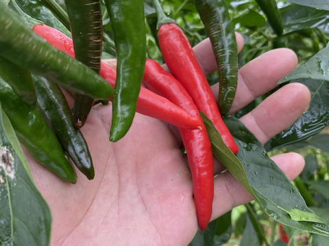 希少！国産赤唐辛子1kg　(ホットパラソル)新鮮だから果汁たっぷりのジューシーな一品です。料理に刻んで混ぜるだけ！