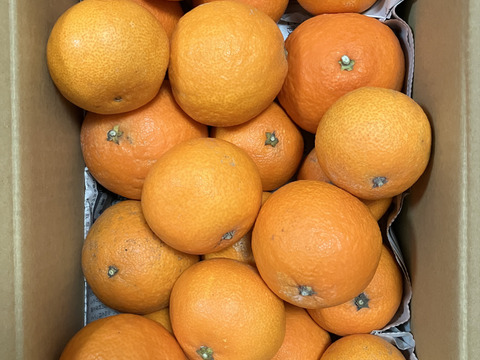 【味に自信あり　3k箱　愛媛のまどんな 　ゼリーのような食感　愛果28号　除草剤使用無 万田酵素散布】