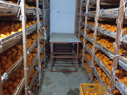 蔵出し貯蔵晩生みかん
(Mサイズ10kg•約100〜110個)