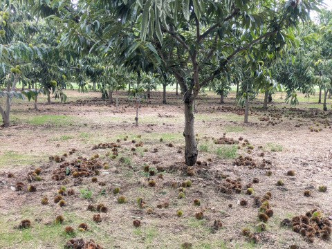 100% 国産和栗のくり甘納豆