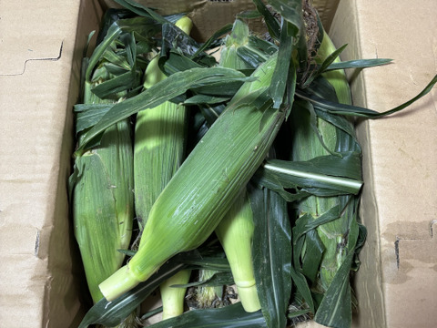 とうもろこしゴールドラッシュ 2Lサイズ10本入