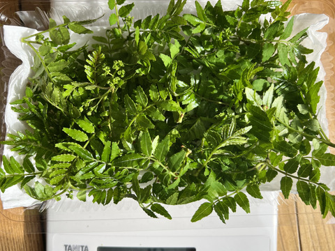 天然の木の芽（山椒の新芽）花山椒入り 30g 約300枚