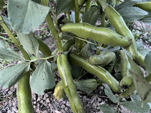 そら豆1kg 【丹波篠山産】