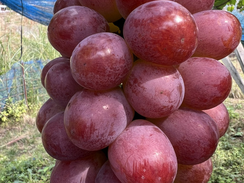 予約販売【甘さ極まる希少品種！】めずらしい冬ぶどう紫苑(２房1kg以上)