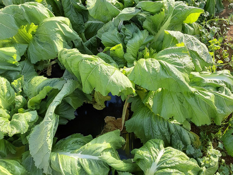 春告げ野菜「祝蕾と訳あり葉ニンニク」のセット