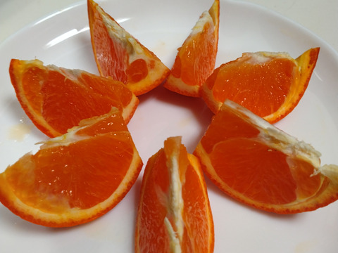 【貴重な柑橘】食後のデザートにおすすめ！みはやみかん　約3㎏
