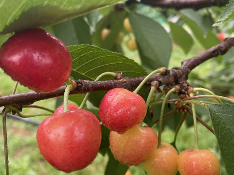 【大将錦】家庭用グラデーションセット 🍒1キロ🍒【双子ちゃんが入るかも】【Ｍサイズ以上】【訳あり】