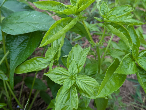 バジル🌿生葉🌿フレッシュバジル10枚🌿農薬、除草剤、化学肥料等不使用☆ゆうパック🏣発送