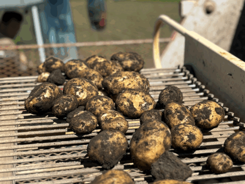 愛され食され40年『雪夏稚くんじゃがいも10kg』熟成コナユタカver.