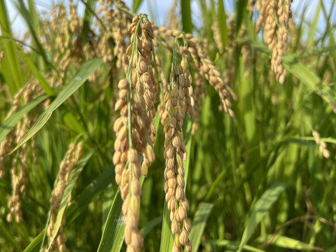 令和7年産【一等米】新潟県産従来品種コシヒカリ10kg