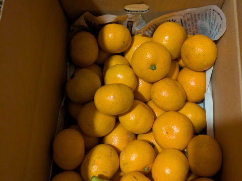 甘くて美味しい 石地みかん ３級品 5kg おまけ付き