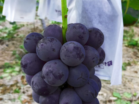 朝採れ！岡山県産ピオーネ2kg(4〜5房) 朝採れ！岡山県産ピオーネ2kg(4〜5房)2箱