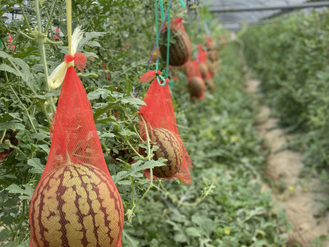 虹の大地farm旬の野菜詰め合わせ(スイカ&メロン&野菜)