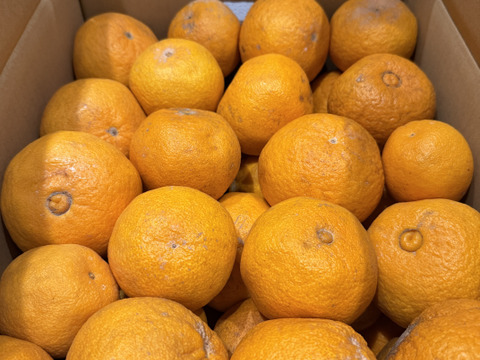 不知火系　肥の豊　約9kg
30玉前後　(ご家庭用)