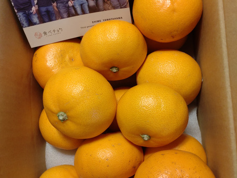 【令和7年１月大雪被害200円寄付】【すぐに発送】せとか3ｋｇ