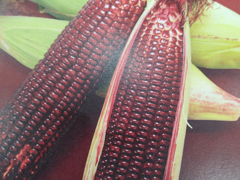 紫スイ－トコ－ン【大和ル－ジュ】８０サイズ段ボール満杯
　　10本以上　本日１日だけのサービス販売です！