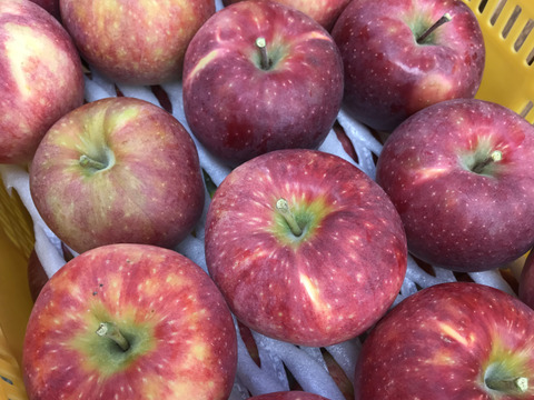 産地直送！シナノリップ　3kg箱入り