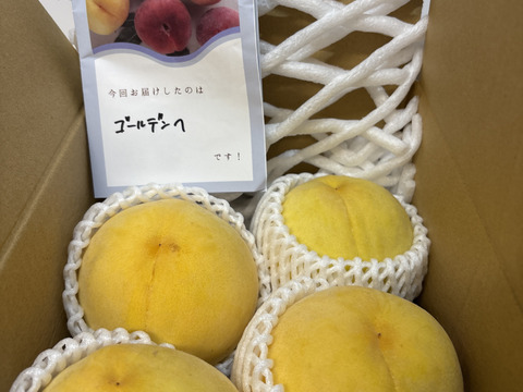 そろそろ終わり！大人気！【まるでマンゴー!?】ゴールデンピーチ!!1.5kg