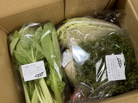 野菜セットＳサイズ（７品）【農薬・化学肥料・動物性堆肥｜不使用】