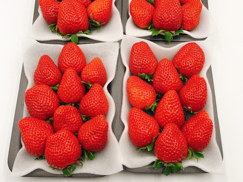 【旬割-500円】【さちのか】4P!山の斜面で十分な日光を浴びたビタミンCたっぷり苺！1kg