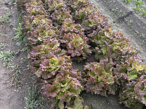 淡路島からお届け！【朝どれサニーレタス（3株）】