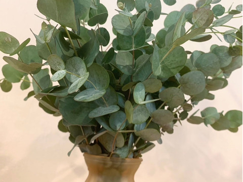 【フレッシュ産地直送！】ユーカリ　10本（30〜50cm）