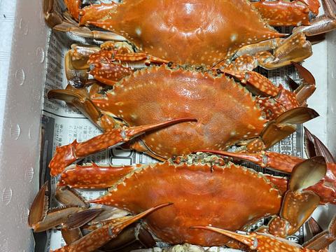 ワタリガニ ケジャン持ってこい 伊勢湾 日間賀島産 ガザミ身入り抜群 大サイズ 約1 7k 4杯 6杯入れます メスを入れます 基本茹でて発送します 冷凍 冷蔵生も 愛知県産の魚介類 食べチョク 産地直送 産直 お取り寄せ通販 農家 漁師から旬の食材を直送