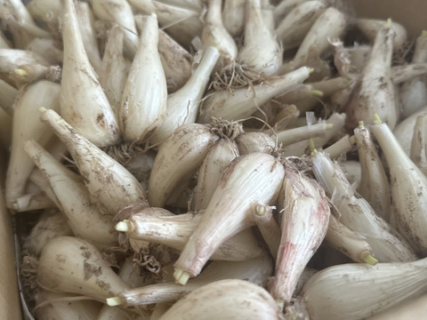 鹿児島県産！砂丘らっきょう！（漬込み用）2kg：鹿児島県産のその他