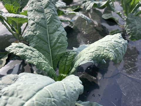 カーリーケール＆カーボロネロ各200g