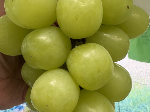 究極のブドウの宝石箱　7種食べ比べ『SUPER COLORS スーパーカラーズ』750g×1P　朝採り新鮮！夏の終わりのブドウ祭り 只今２０％増量サービス中！！