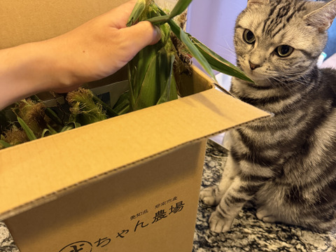 メロンより甘いとうもろこし】武ちゃん農場のにっこりコーン大6本