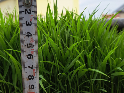 R7年産 北海道鷹栖町産 ななつぼし（精米5kg）
寒暖差が育む旨み【すずき農園】