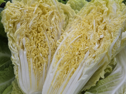 【荷合発送　少人数向け】少量内容量！白菜×大根セット