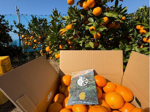 極上小玉みかん2kg