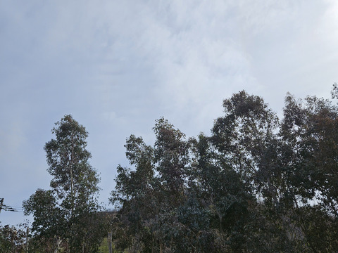 かわいいユーカリ(実付きポポラス)　100cm×3本