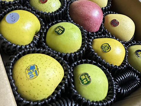リンゴノトリコ　約5kg箱　13〜16玉詰め