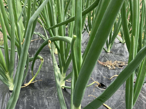 農薬及び化学肥料不使用の玉ねぎ２Kg　長野県山形村産