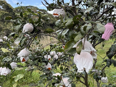 【家庭用】春に楽しむ、さっぱりジューシーなみかん、なつみ。
