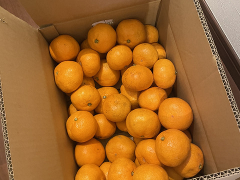 【販売開始】完熟早生ミカン 5㎏。サイズ混合。