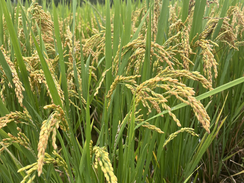 サラサラふわふわ！ミズホチカラの雪米粉1kg×2袋