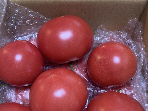 採れたて直送☆嘉麻市産☆桃太郎トマト１．５ｋｇ